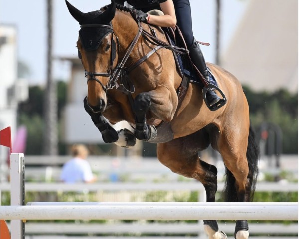 Springpferd Fashion Victim Dk (Selle Français, 2015, von By Cera d'Ick)
