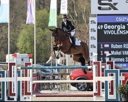 broodmare Vivolenska (Oldenburg show jumper, 2013, from Vivant)