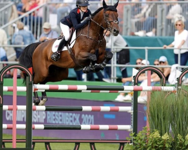 stallion Z7 Ascot (Irish Sport Horse, 2011, from Nonstop)