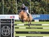 Springpferd Kilbarron Rue (Irish Sport Horse, 2010, von Gelvin Clover)