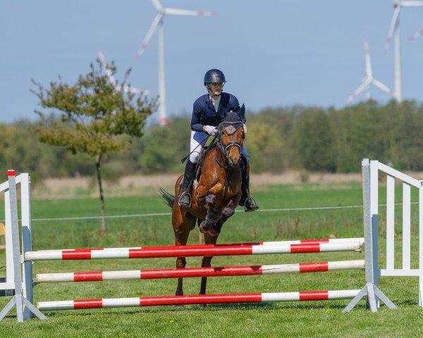 jumper Firefly MF (Trakehner, 2019, from Tarison)