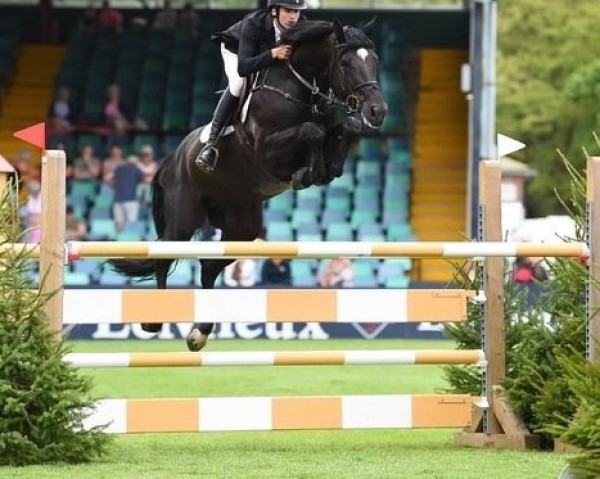 stallion Z7 Dubai Castlefield (Holsteiner, 2015, from Darco)