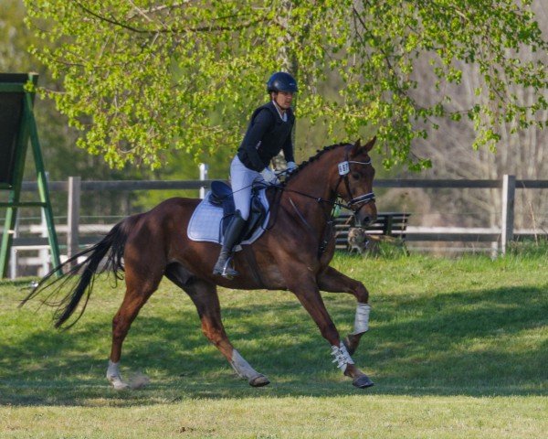 dressage horse Quintino 24 (Hanoverian, 2019, from Quat-Royal)