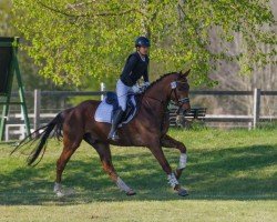 dressage horse Quintino 24 (Hanoverian, 2019, from Quat-Royal)