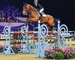 jumper Jeff Ten Halven (Belgian Warmblood, 2009, from Toulon)
