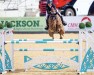 Springpferd Z7 Canya Dance (Irish Sport Horse, 2011, von Can Ya Makan)