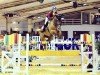 jumper Acoustik Solo du Baloubet (Belgium Sporthorse, 2006, from Baloubet du Rouet)