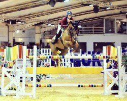 Springpferd Acoustik Solo du Baloubet (Belgium Sporthorse, 2006, von Baloubet du Rouet)