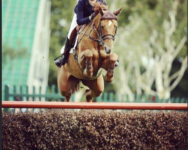 jumper Bolien (KWPN (Royal Dutch Sporthorse), 2006, from Ultimo)