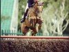 Springpferd Bolien (KWPN (Niederländisches Warmblut), 2006, von Ultimo)