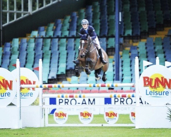 jumper Billy Haze (anglo european sporthorse, 2009, from Billy Congo)