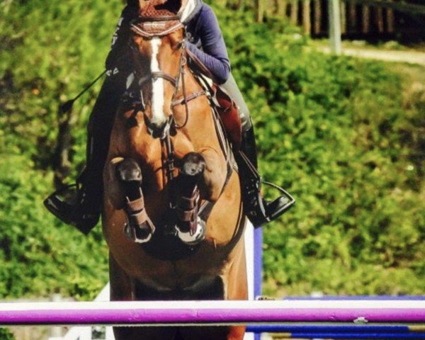 jumper Sasha 55 (anglo european sporthorse, 2009, from Quannan-R)
