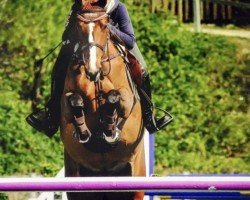 Springpferd Sasha 55 (Anglo Europäisches Sportpferd, 2009, von Quannan-R)