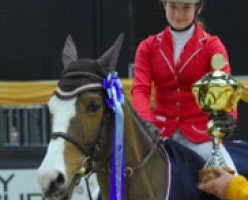 jumper Dirty Foxx (German Riding Pony, 2005, from Donchester)