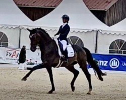 dressage horse Daxplus (Hanoverian, 2019, from Da Costa)