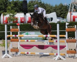 jumper Oakley vd Heffinck (Belgian Warmblood, 2014, from Kafka vd Heffinck)