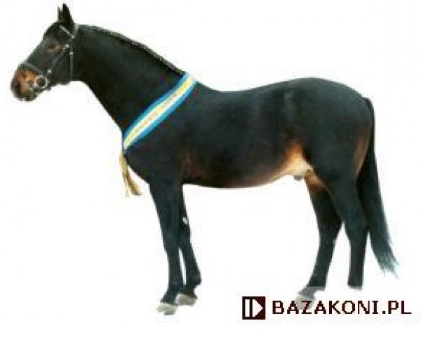 stallion Nidar (polish noble half-breed, 1992, from Windwurf)