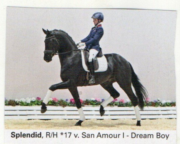 stallion Splendid (Oldenburg, 2017, from San Amour I)