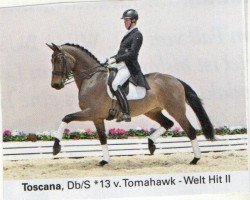 dressage horse Toscana FE (Oldenburg, 2013, from Tomahawk)