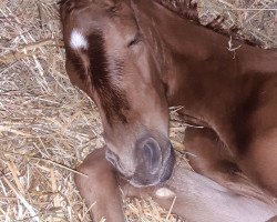 jumper Pocahontas K (Oldenburg show jumper, 2021, from Poker de Mariposa TN)