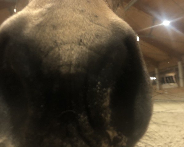 jumper Crown Cayman (German Riding Pony, 2018, from Crown Charm of Royal)