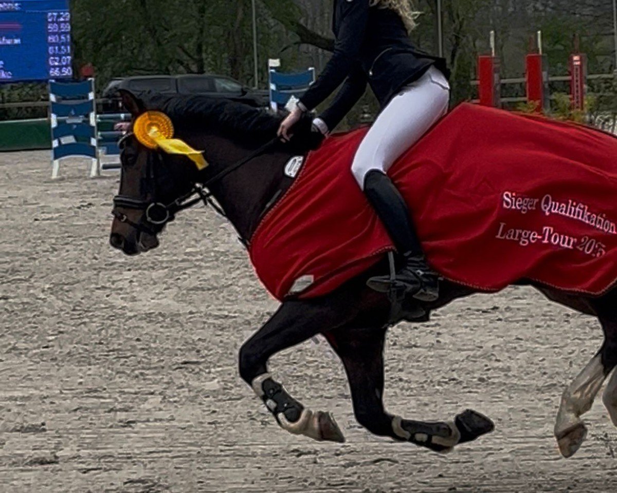jumper Gaarzer Casimir (New Forest Pony, 2016, from Koetsiershoeve Cream on Top)