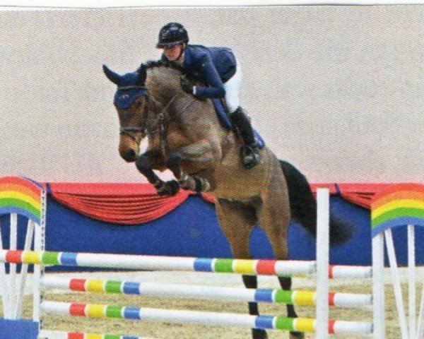 Springpferd Casecco (Oldenburger Springpferd, 2016, von Conthargos)
