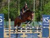 jumper No Way 5 (German Sport Horse, 2008, from Nikidam du Chateau)