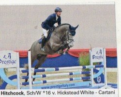 stallion HITCHCOCK 59 (Oldenburg, 2016, from Hickstead White)