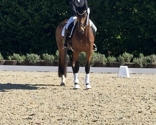 dressage horse Tea Time Himmerich (Oldenburg, 2021, from Total McLaren)