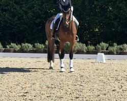 dressage horse Tea Time Himmerich (Oldenburg, 2021, from Total McLaren)