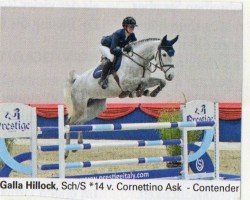 Springpferd Galla Hillock (Oldenburger Springpferd, 2014, von Cornettino Ask)