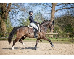 dressage horse Cherubin 18 (unbekannt, 2013)