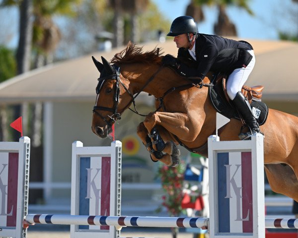 jumper Action Blue (Oldenburg show jumper, 2015, from Action-Breaker)