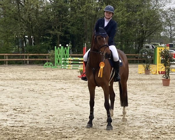jumper Cardan 4 (Hanoverian, 2018, from Carridam)