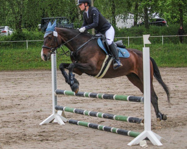 jumper Quibella 6 (German Sport Horse, 2012, from Quidam's Rubin)