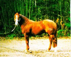 horse The Dual Advantage (Quarter Horse, 1996, from Dual Pep)