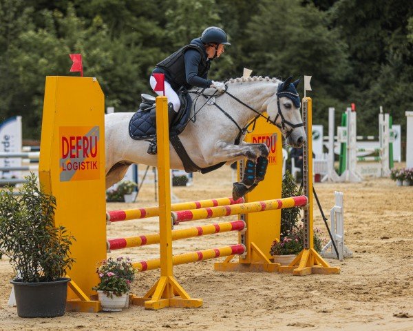 dressage horse Ashbrook Winter (Connemara Pony, 2018, from Ashbrook Thunder)