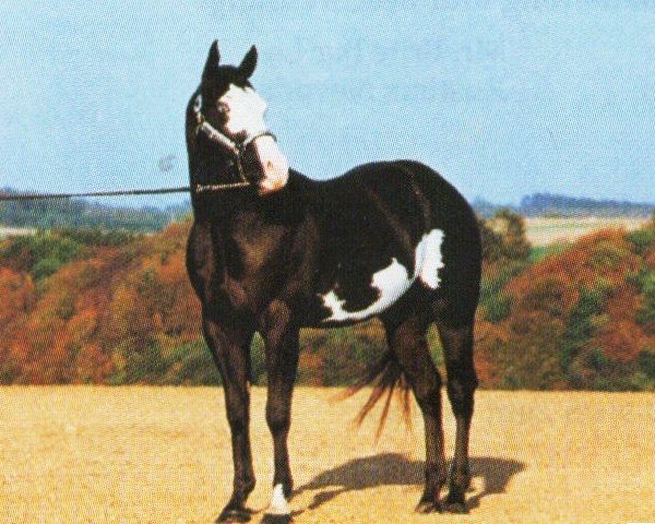 Deckhengst Kenos Back N B. (Paint Horse,  , von Far Ute Keno)
