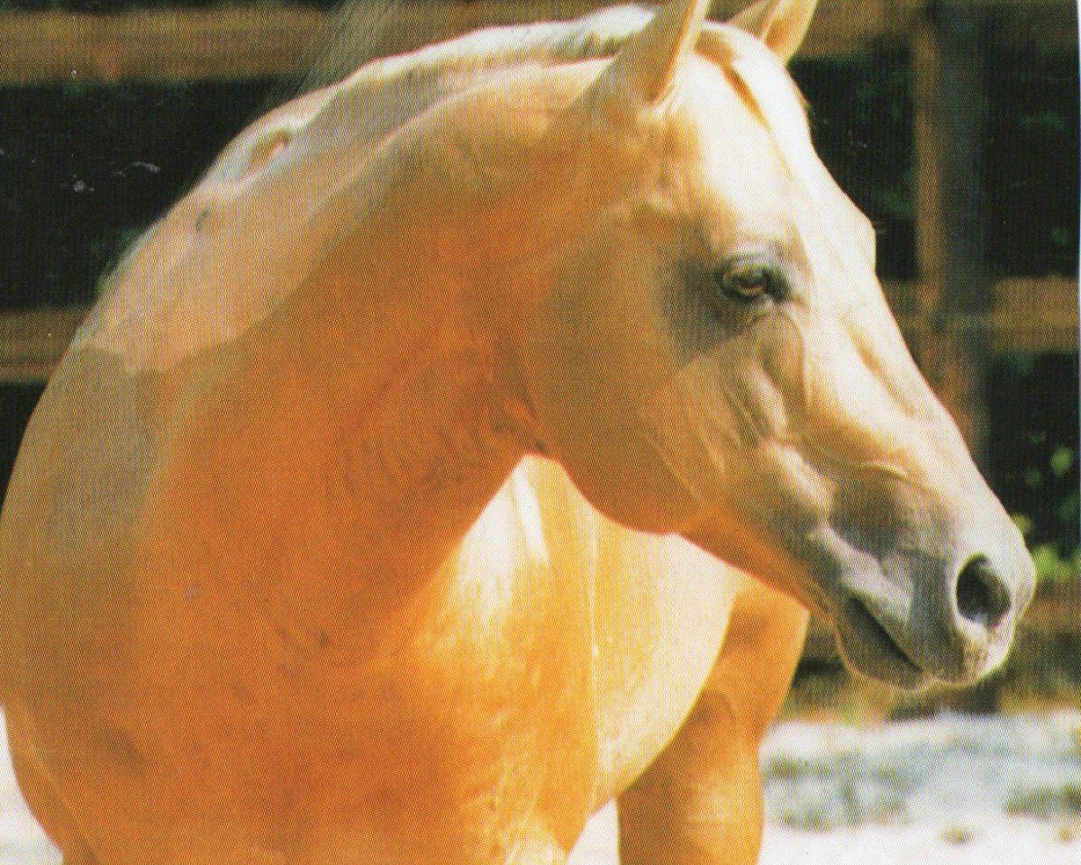 stallion Tuck R Command (Quarter Horse, 1989, from Fritz Command)