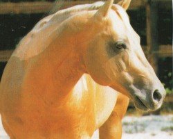 stallion Tuck R Command (Quarter Horse, 1989, from Fritz Command)