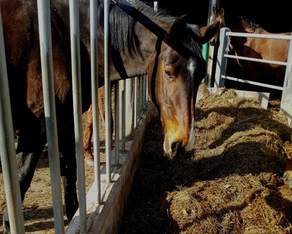 broodmare Anais Cacharel (KWPN (Royal Dutch Sporthorse), 2005, from Tenerife)