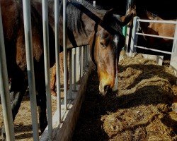 Zuchtstute Anais Cacharel (KWPN (Niederländisches Warmblut), 2005, von Tenerife)