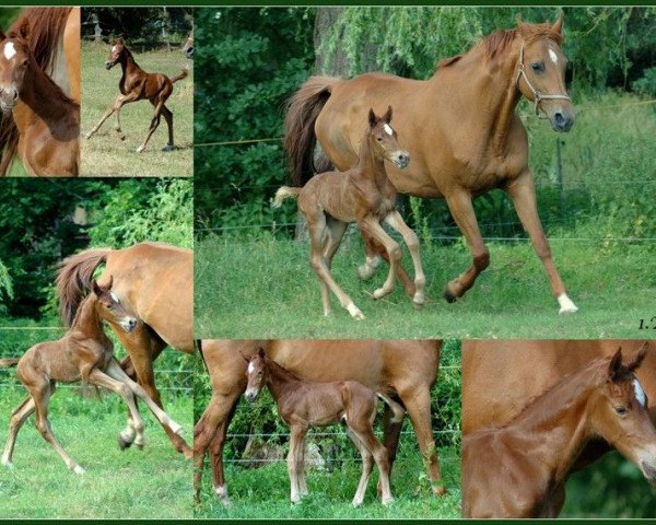 Springpferd Vesikko (Trakehner, 2017, von Icare d'Olympe AA)