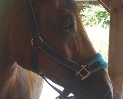 broodmare C-Fiona (Westphalian, 2010, from Flipper d'Elle)
