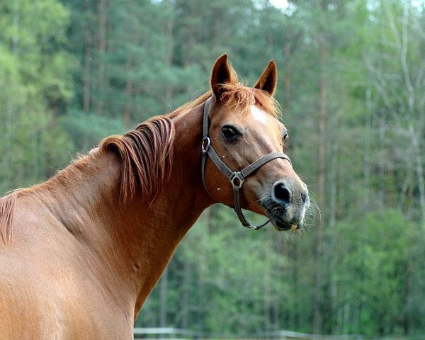 broodmare Vestalia (Trakehner, 1999, from Wettsport)