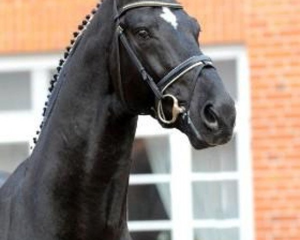 stallion Souvenir (Hanoverian, 1999, from Santorini)