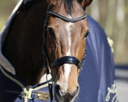 broodmare Askade (German Sport Horse, 2006, from Askari)