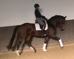 dressage horse Full of beauty (Hanoverian, 2019, from Foundation 2)