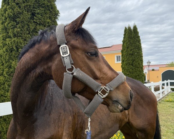 Springpferd Livy BR (Deutsches Sportpferd, 2021, von Vingino)
